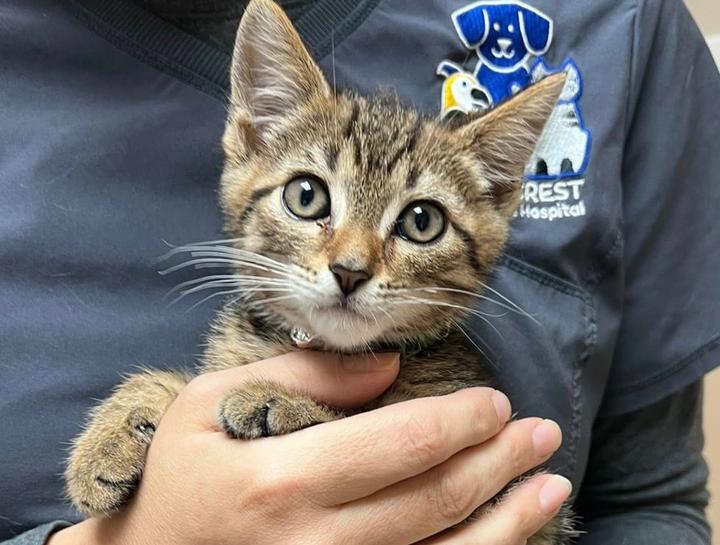 Preventive Care for Cats